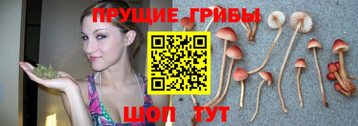 Псилоцибиновые грибы Psilocybine cubensis Валуйки